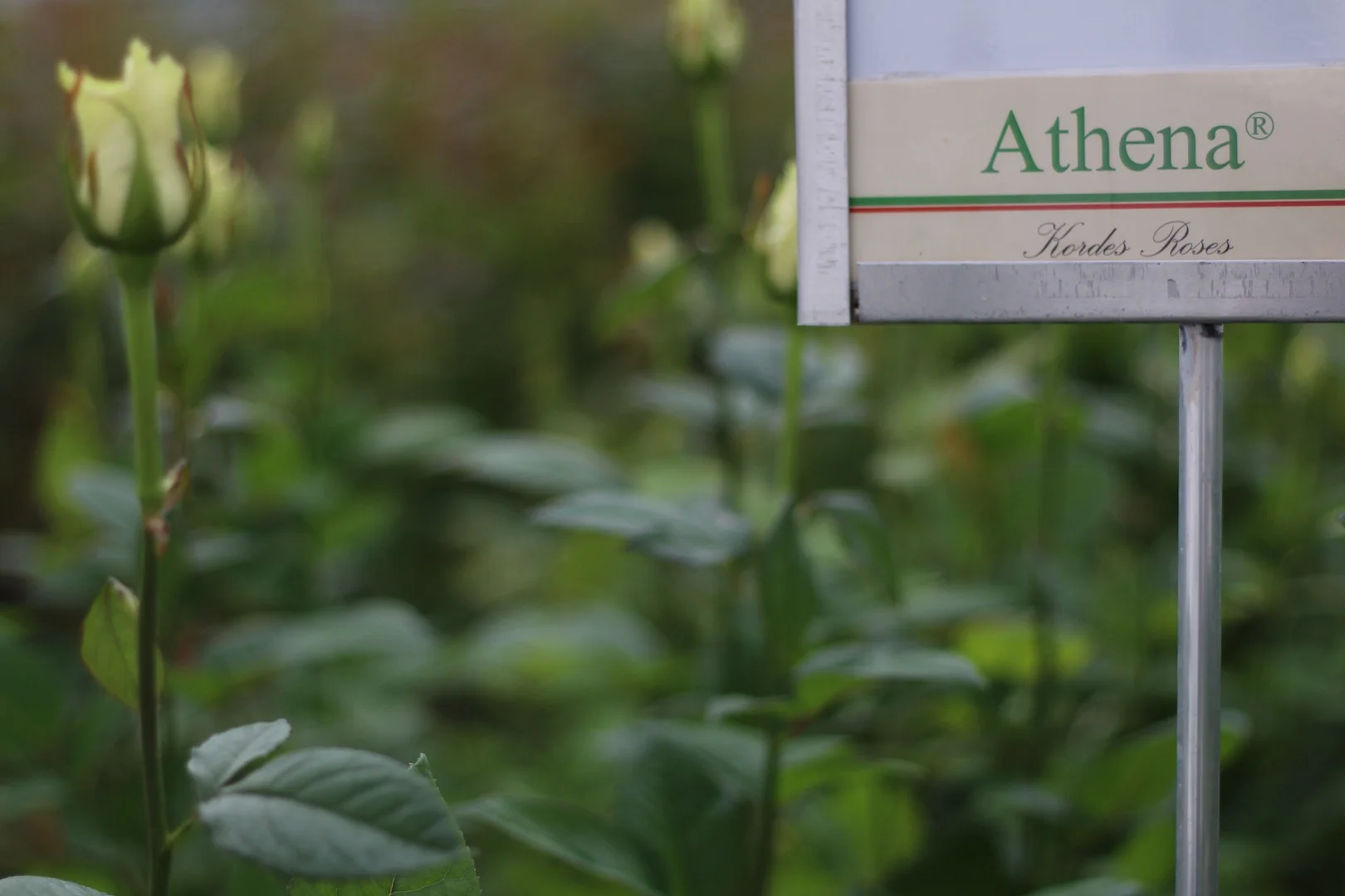 Roses from Dutch breeders Kordes, Olij and De Ruiter