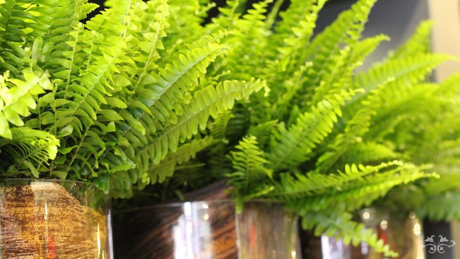 Ferns are one of the most efficient natural filters for purifying the air
