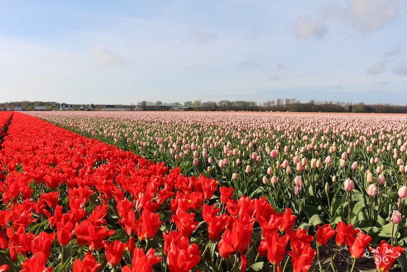 The bulb fields in Holland visited by Neill Strain and his team during a flower sourcing trip.