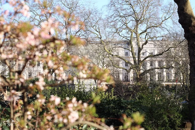 Belgrave Square in the spring, a stone's throw from the Neill Strain Floral Couture Belgravia boutique