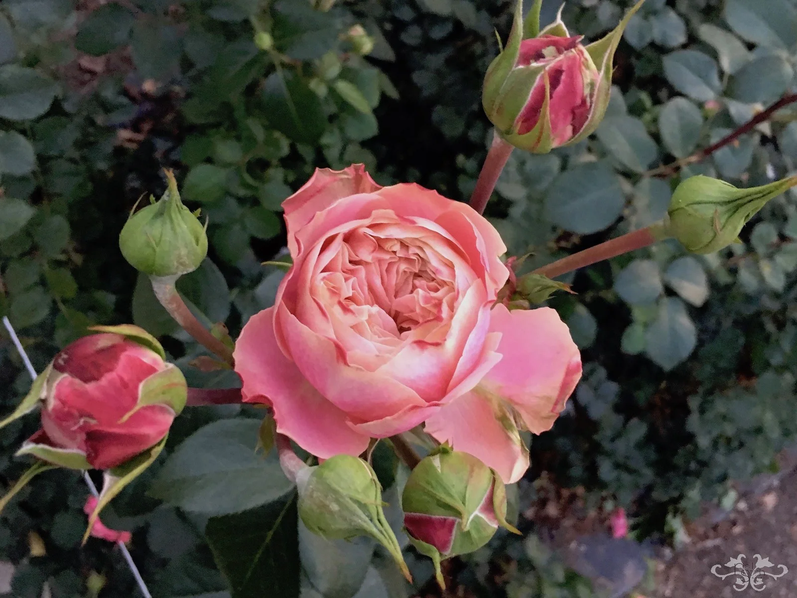 Our Garden Roses Inspired By London Landmarks Neill Strain Floral Couture London