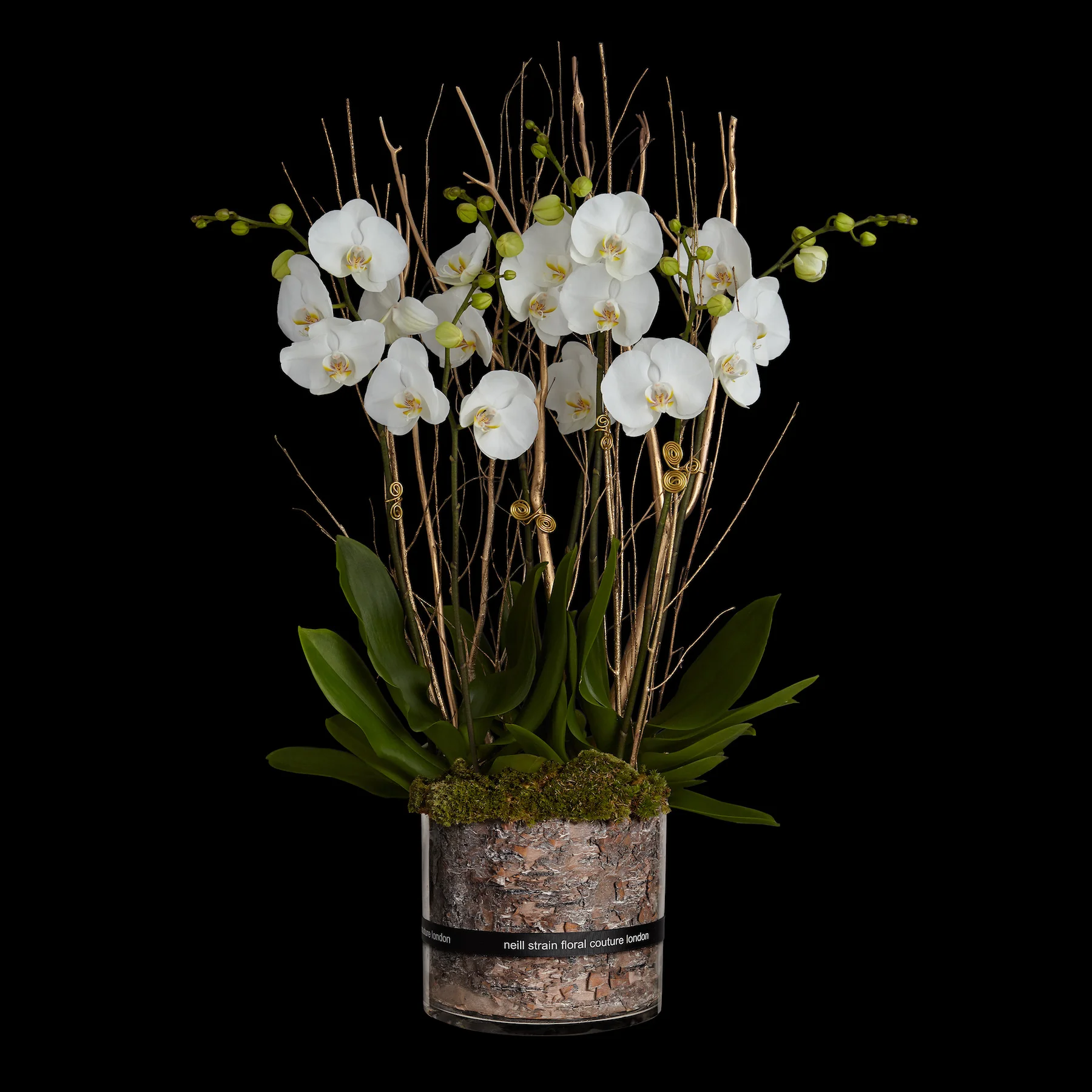 W1819114_252_WhitePhaleanopsis.jpg
