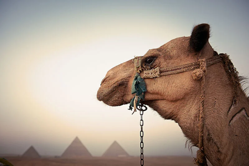 egypt18.jpg