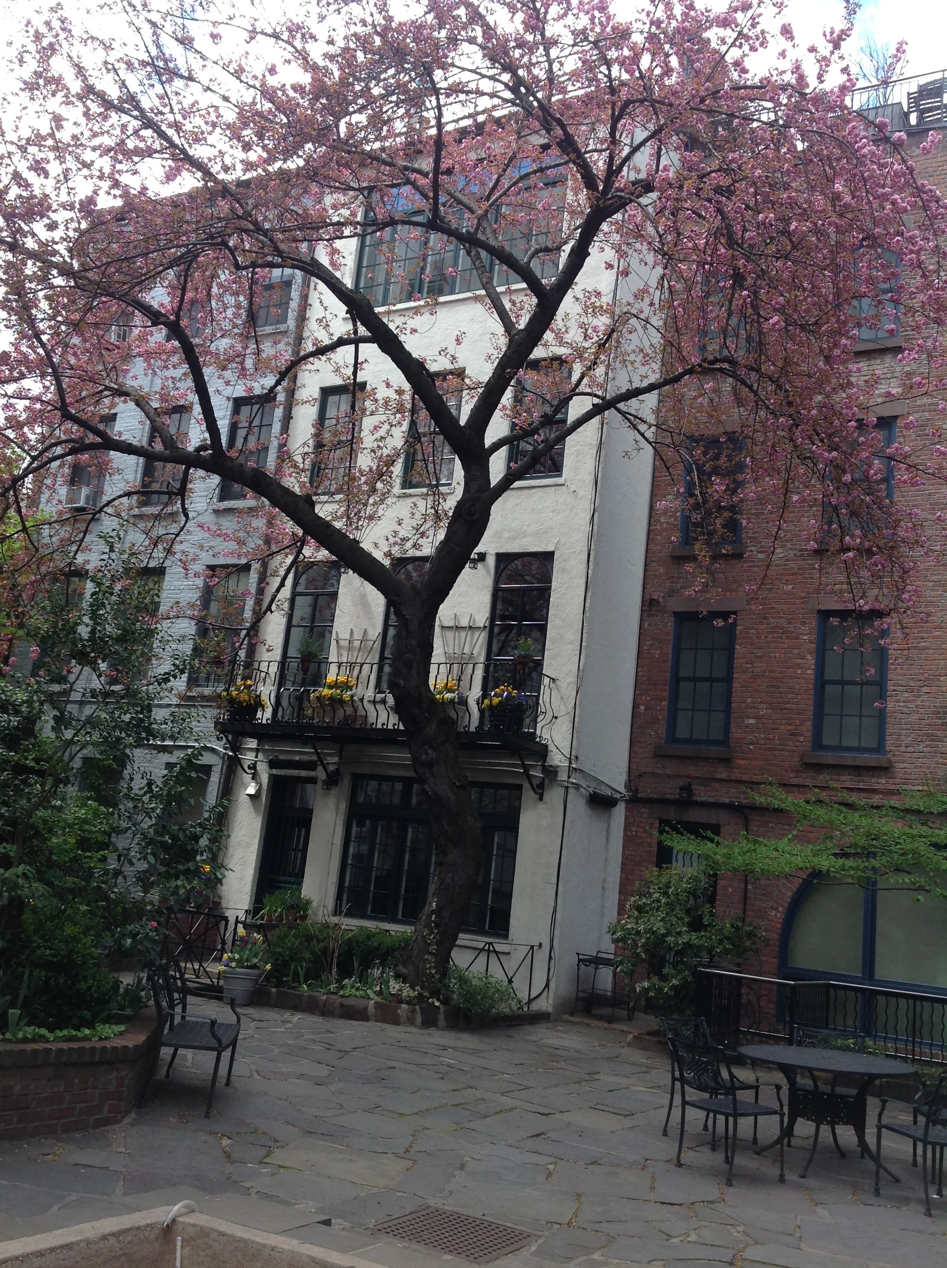 Cherry tree in bloom, West Village, Manhattan, April 27, 2014