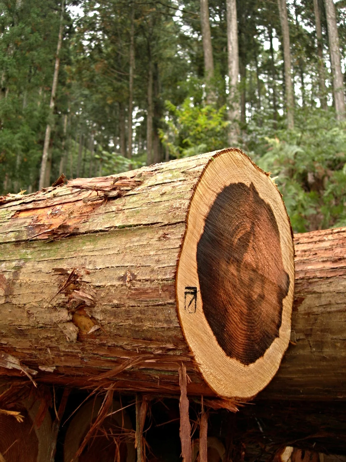 DSCN6567.JPG