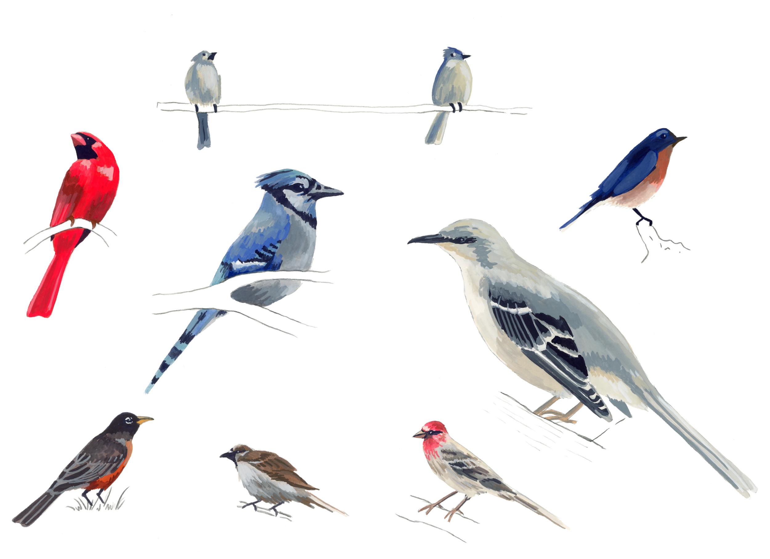 neighborhoodbirdsMED.png