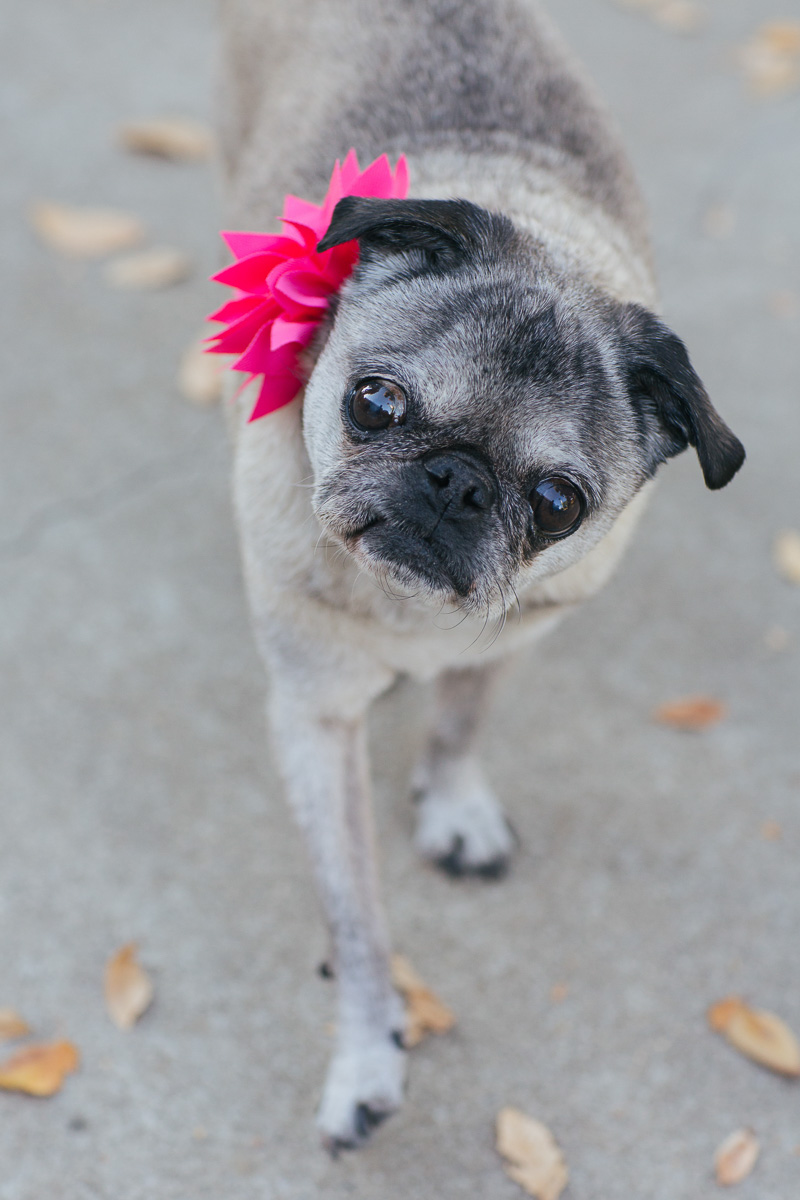 uc-davis-engagement-session-dog-photographer-4.jpg