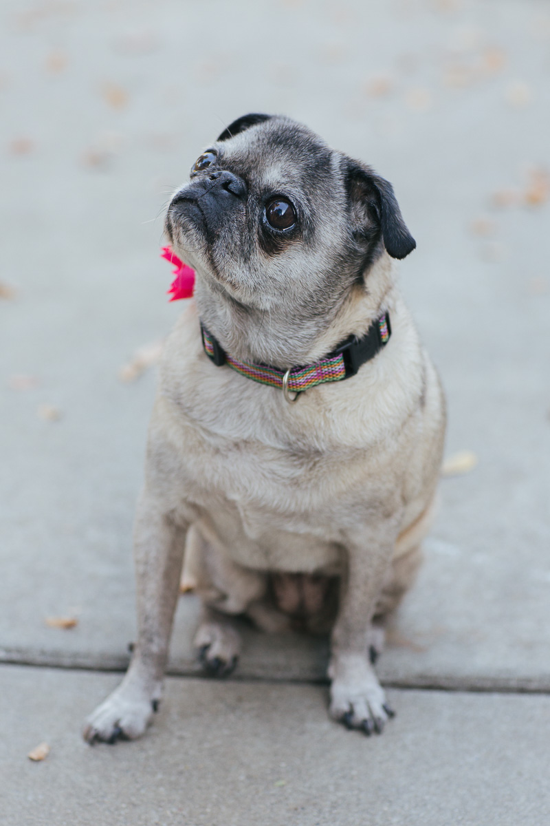 uc-davis-engagement-session-dog-photographer-5.jpg