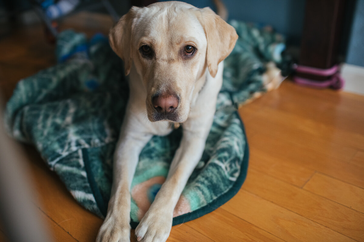 yellow-labrador-retriever-dog-at-home-10.jpg