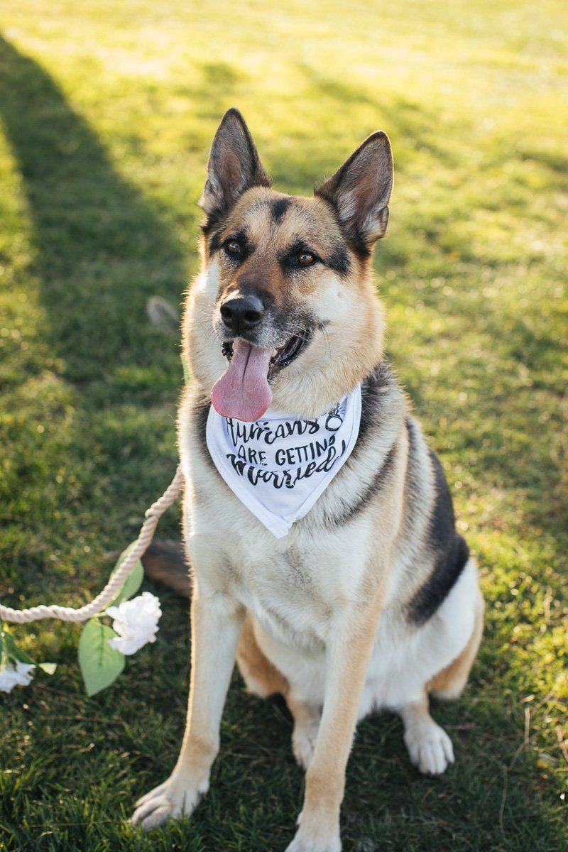 sacramento-wedding-photographer-dogs-of-honor-2.jpg
