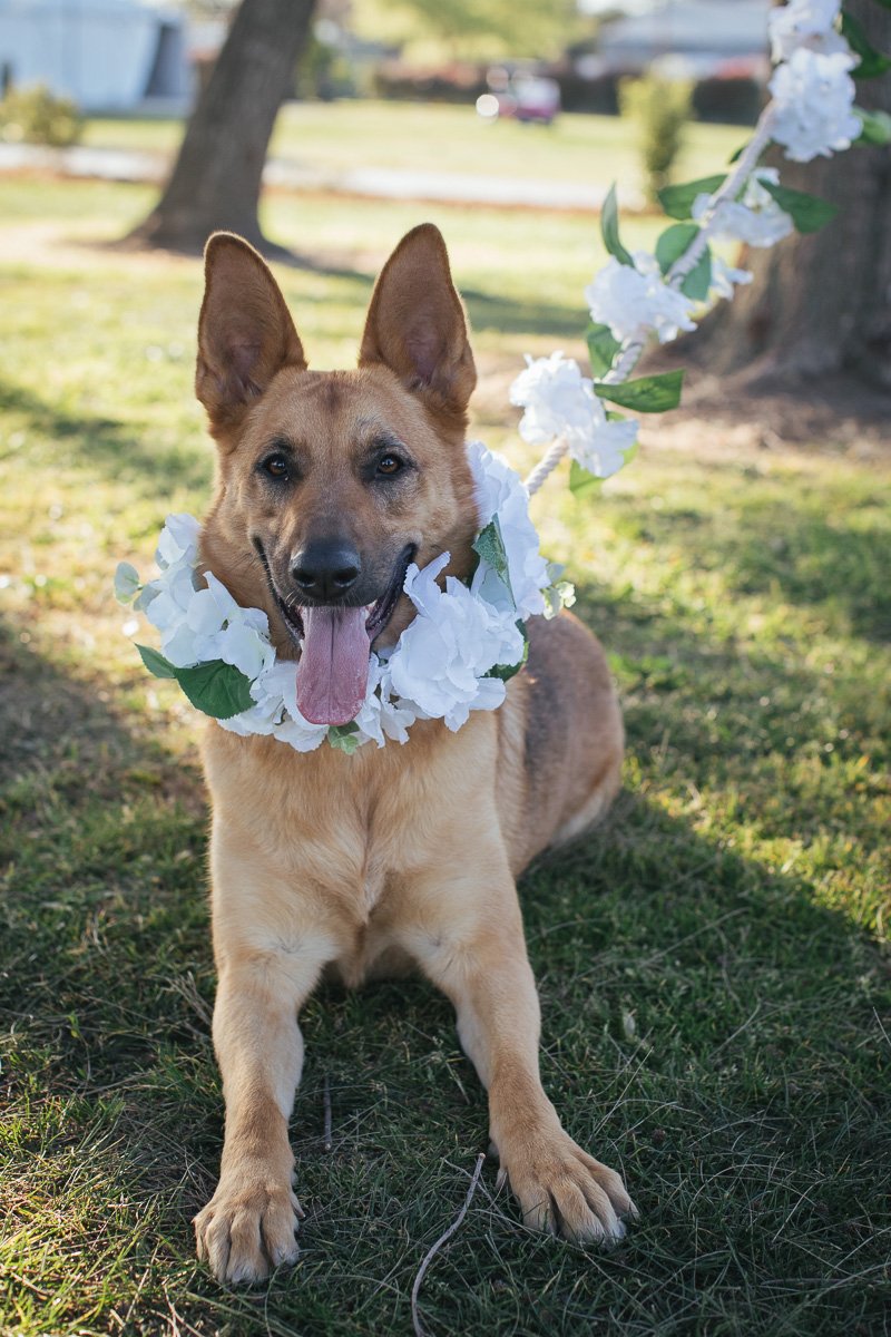 sacramento-wedding-photographer-dogs-of-honor-1.jpg