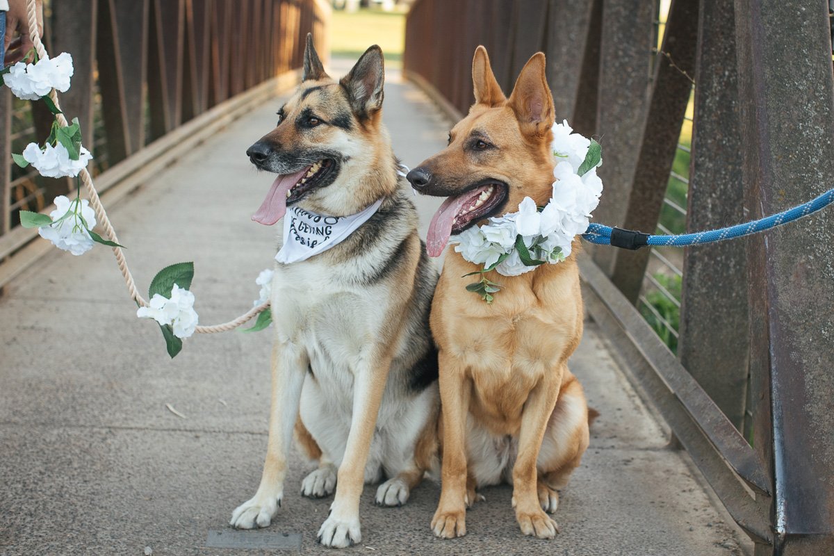 sacramento-wedding-photographer-dogs-of-honor-3.jpg