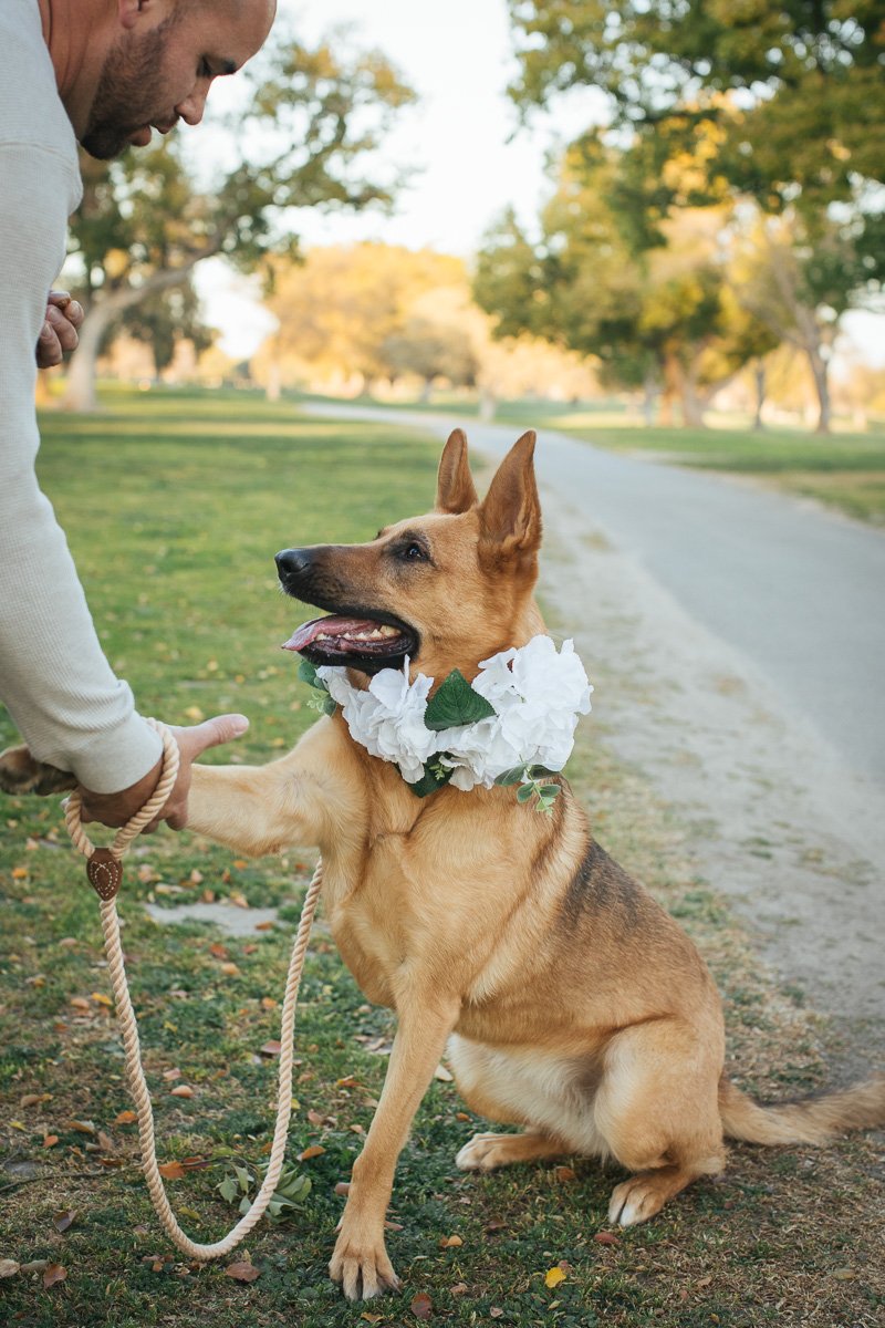 sacramento-wedding-photographer-dogs-of-honor-4.jpg