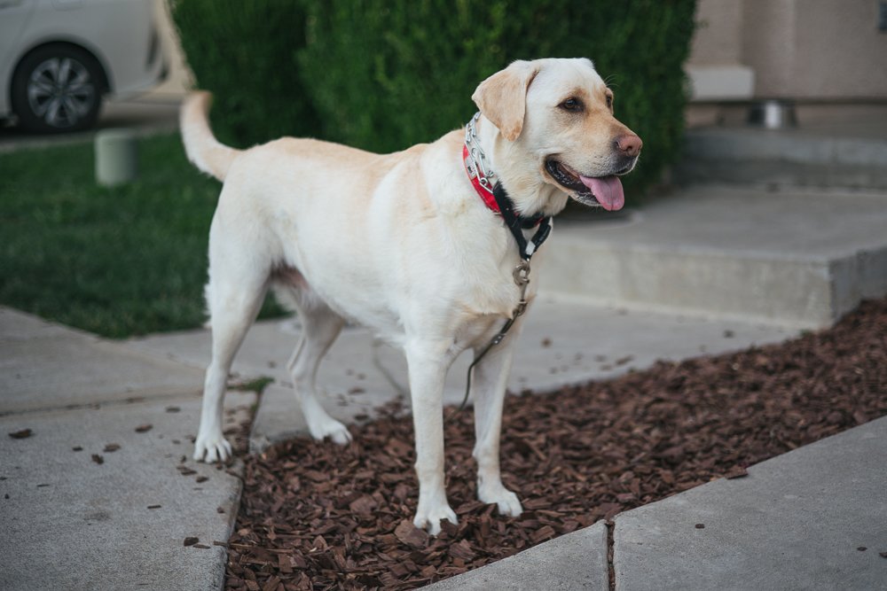 yellow labrador dog on leash outside-1.jpg