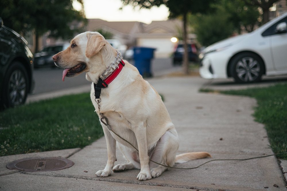 yellow labrador dog on leash outside-2.jpg