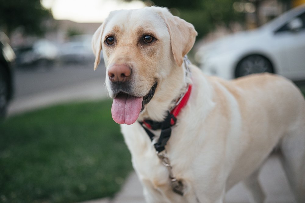 yellow labrador dog on leash outside-3.jpg