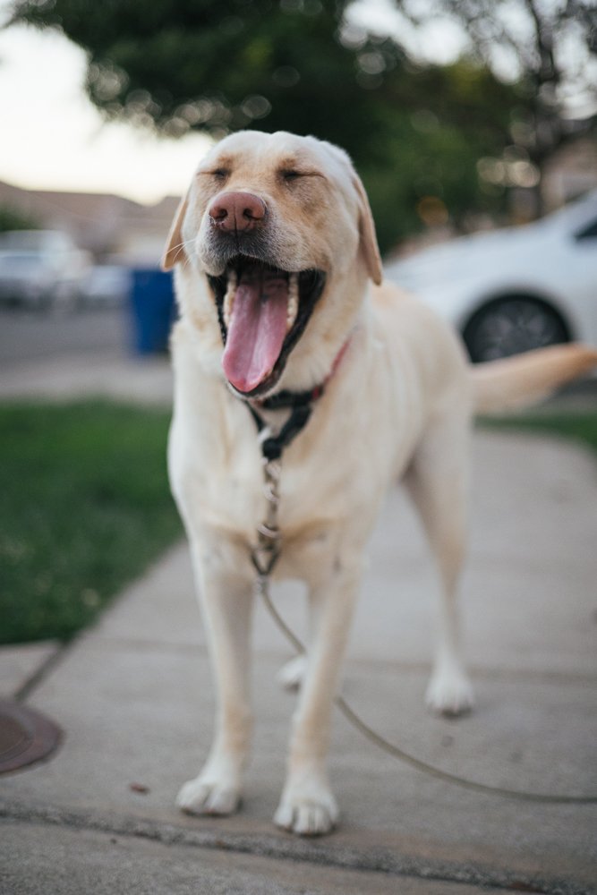 yellow labrador dog on leash outside-4.jpg