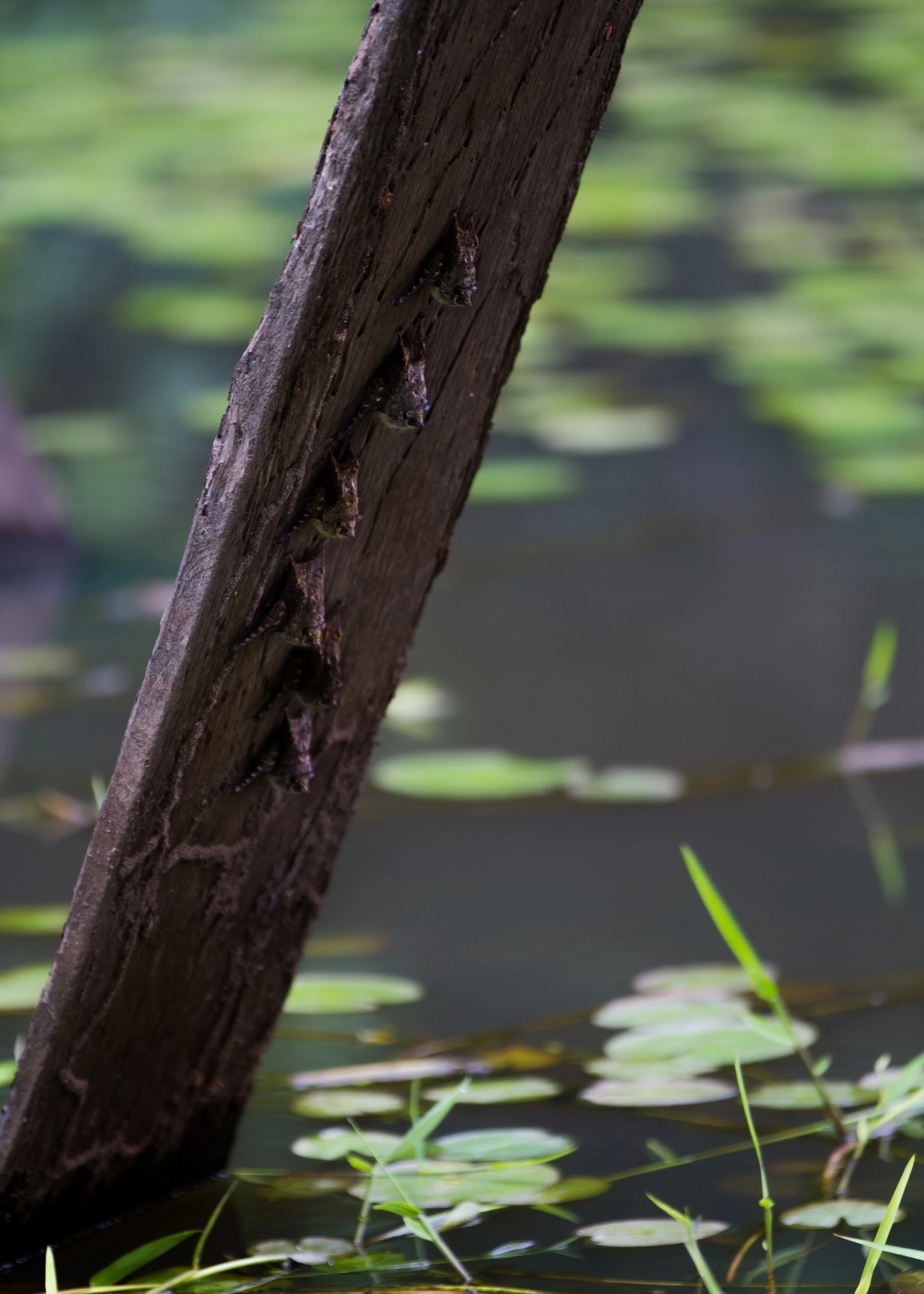  Bats lined up on a fallen piece of wood. 