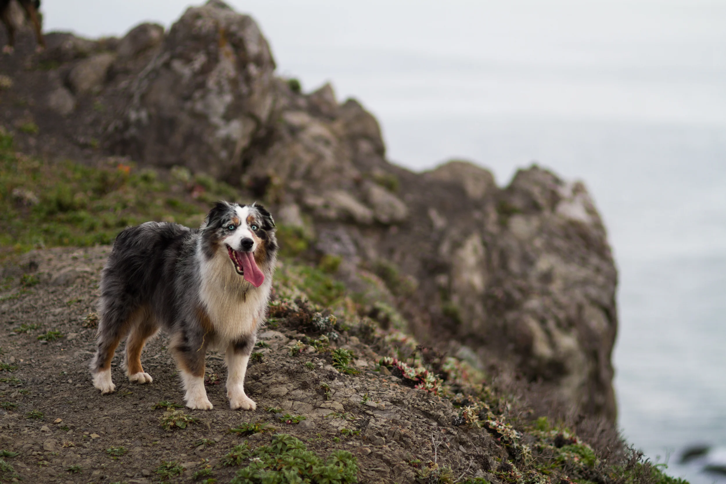 Weekend trip to Jenner by the Sea