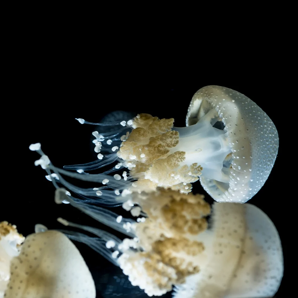 Monterey Bay Aquarium