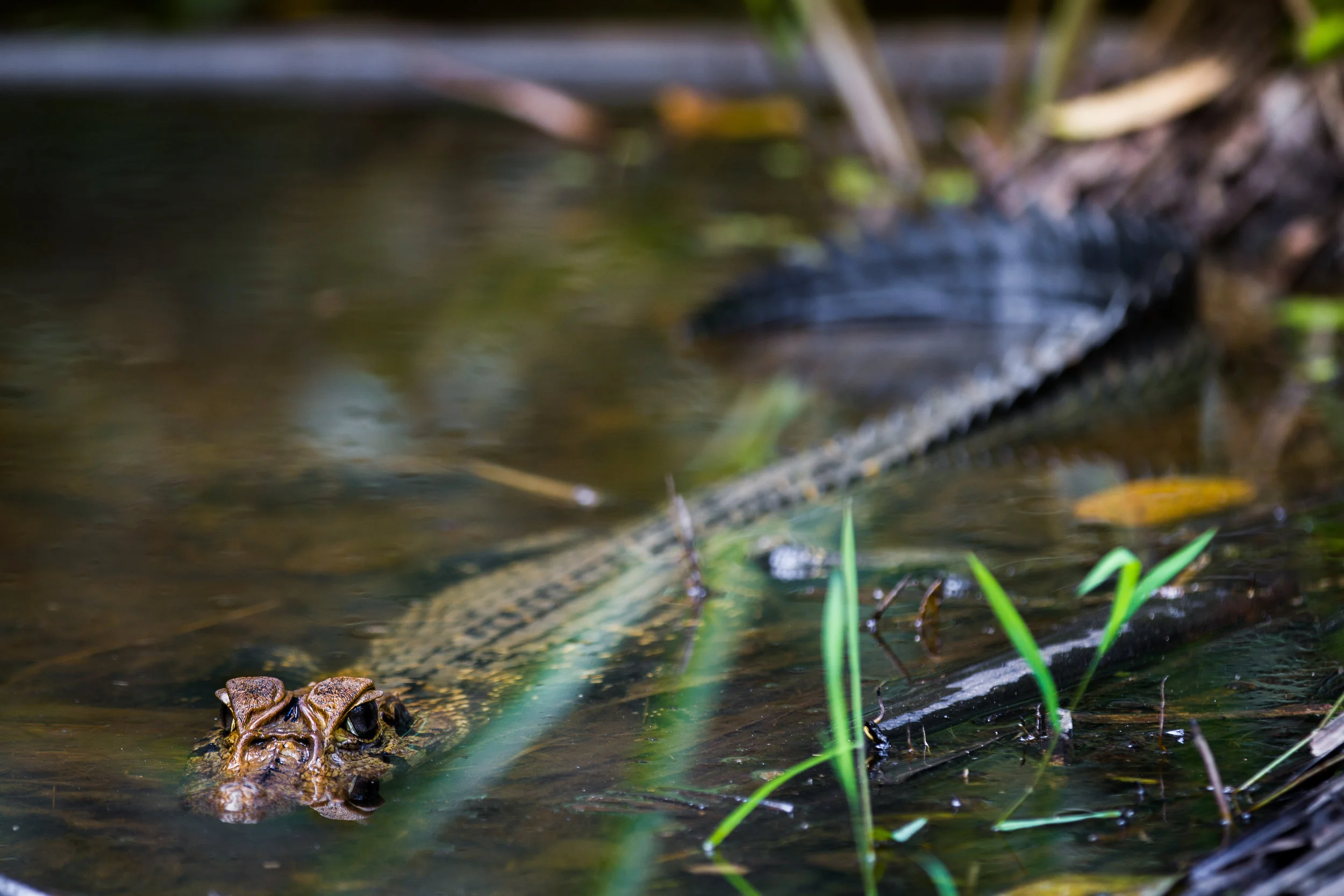Lurking Peruvian Caiman