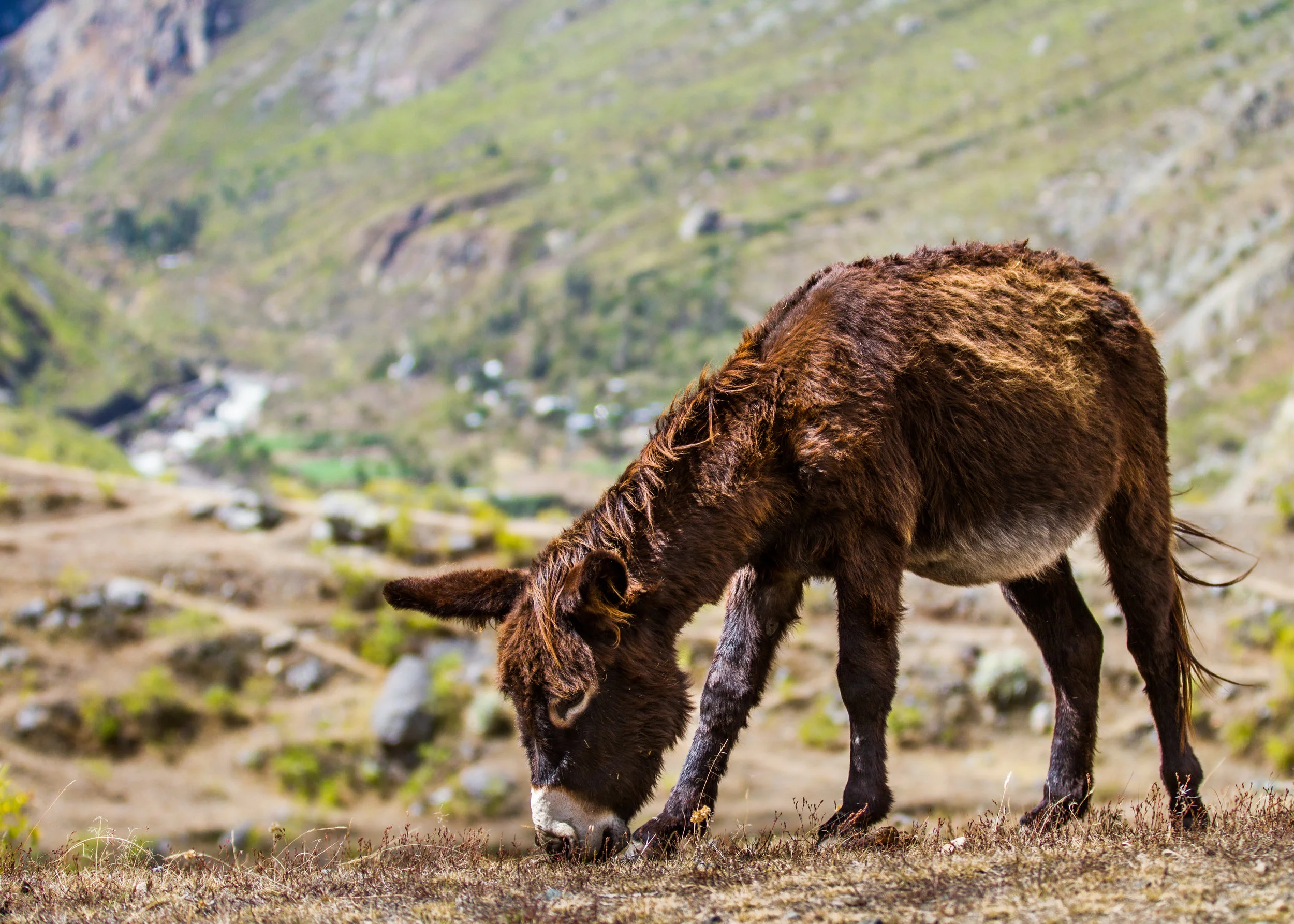 Grazing on the trail