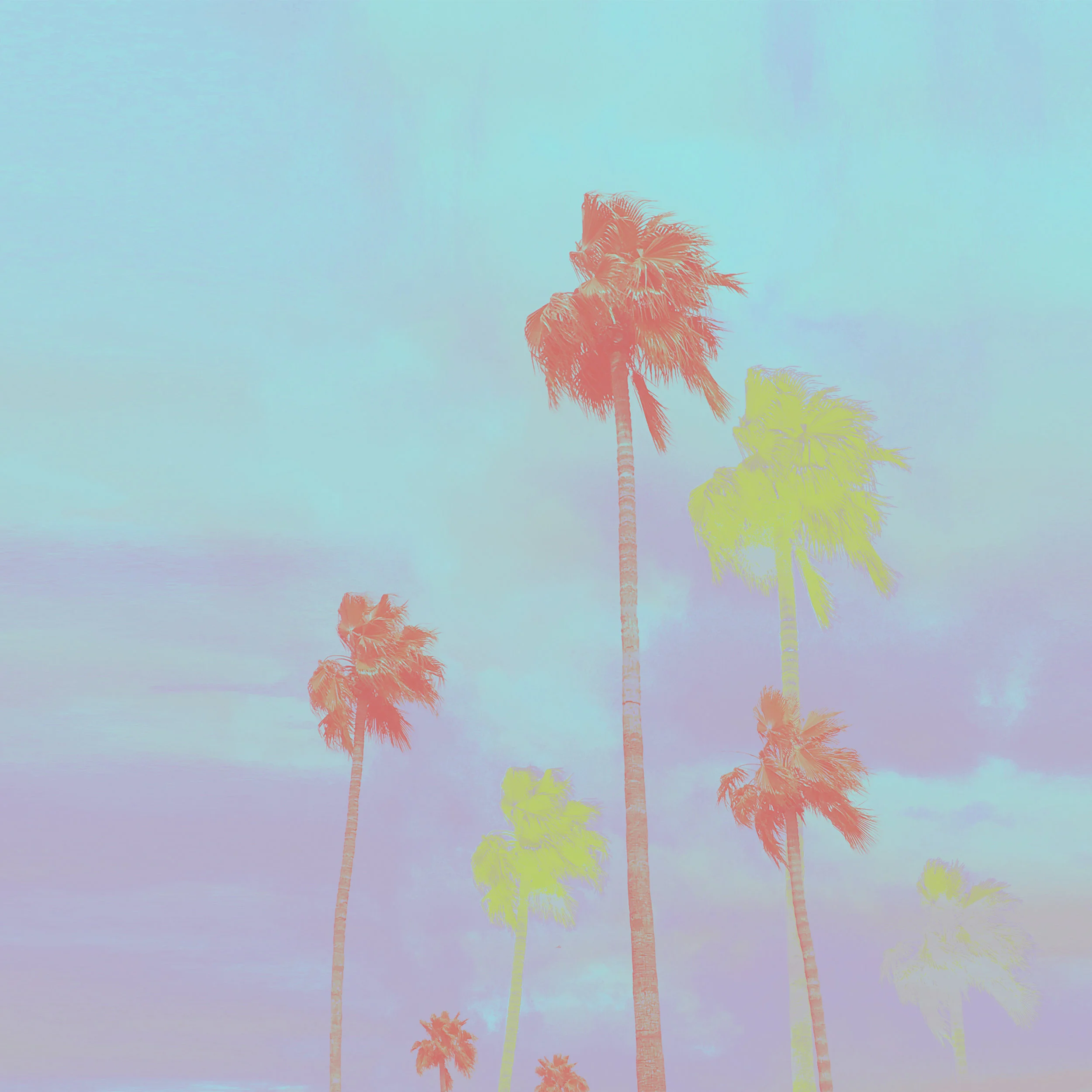 MulitColor_PalmTrees.jpg