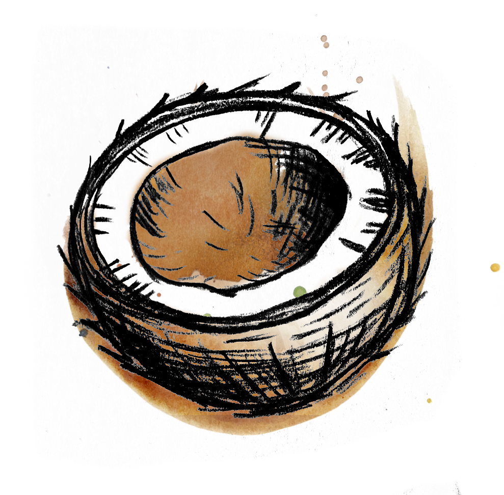 coconut_watercolor.png