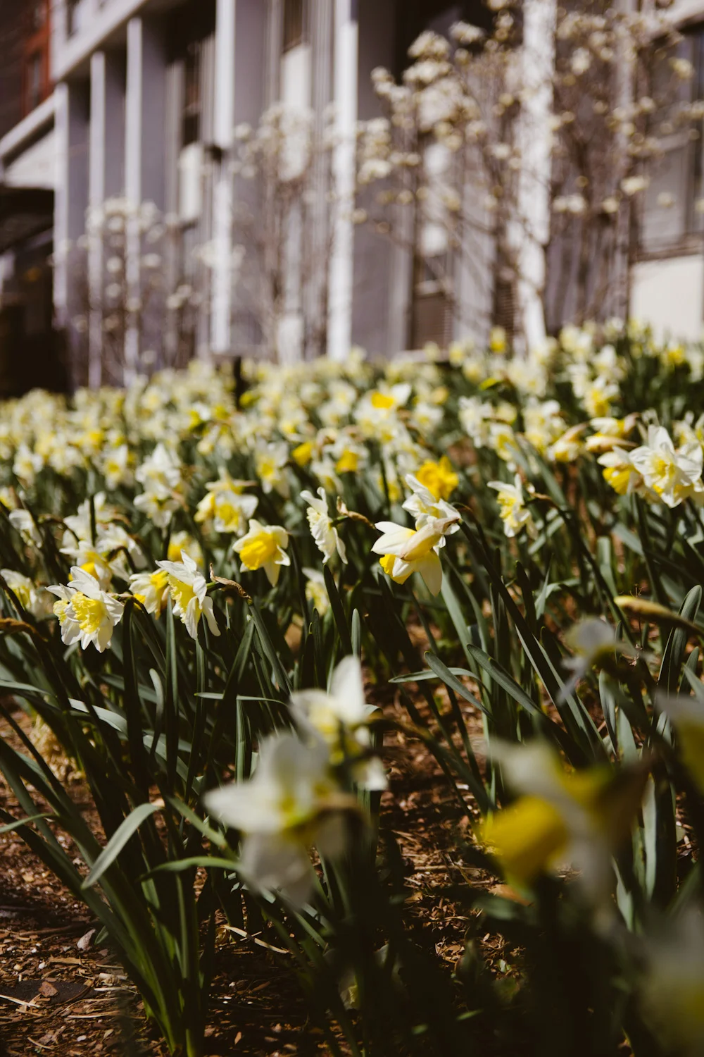 spring__005.jpg