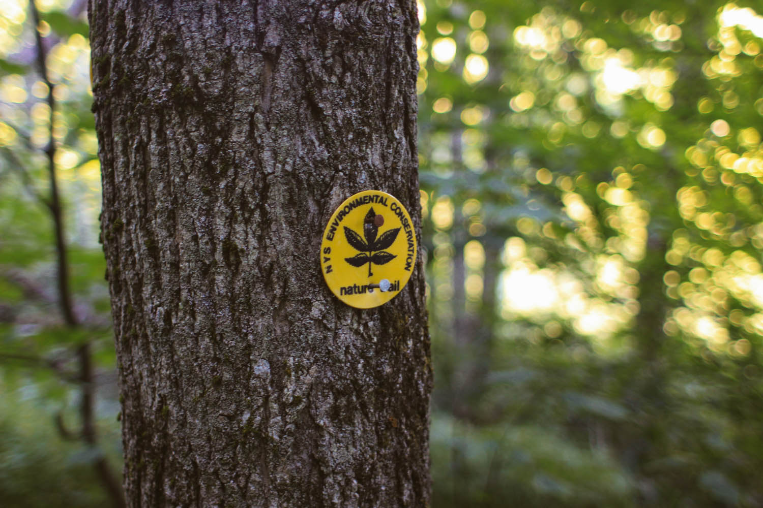 Short nature trail around the lake