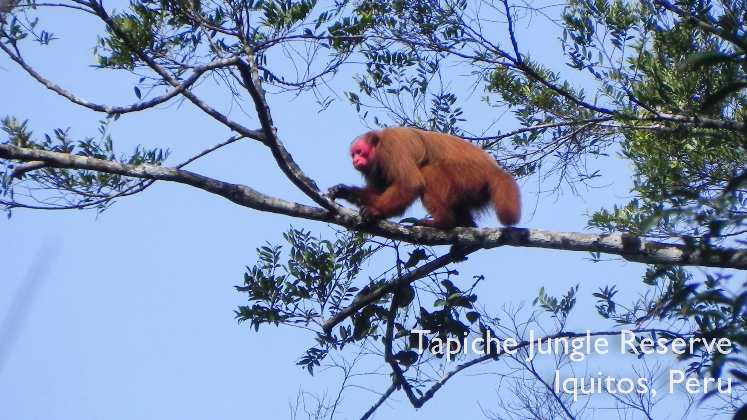 Tapiche-Amazon-Jungle-Tour-Peru-Red-Bald-Uakari-walking.jpg