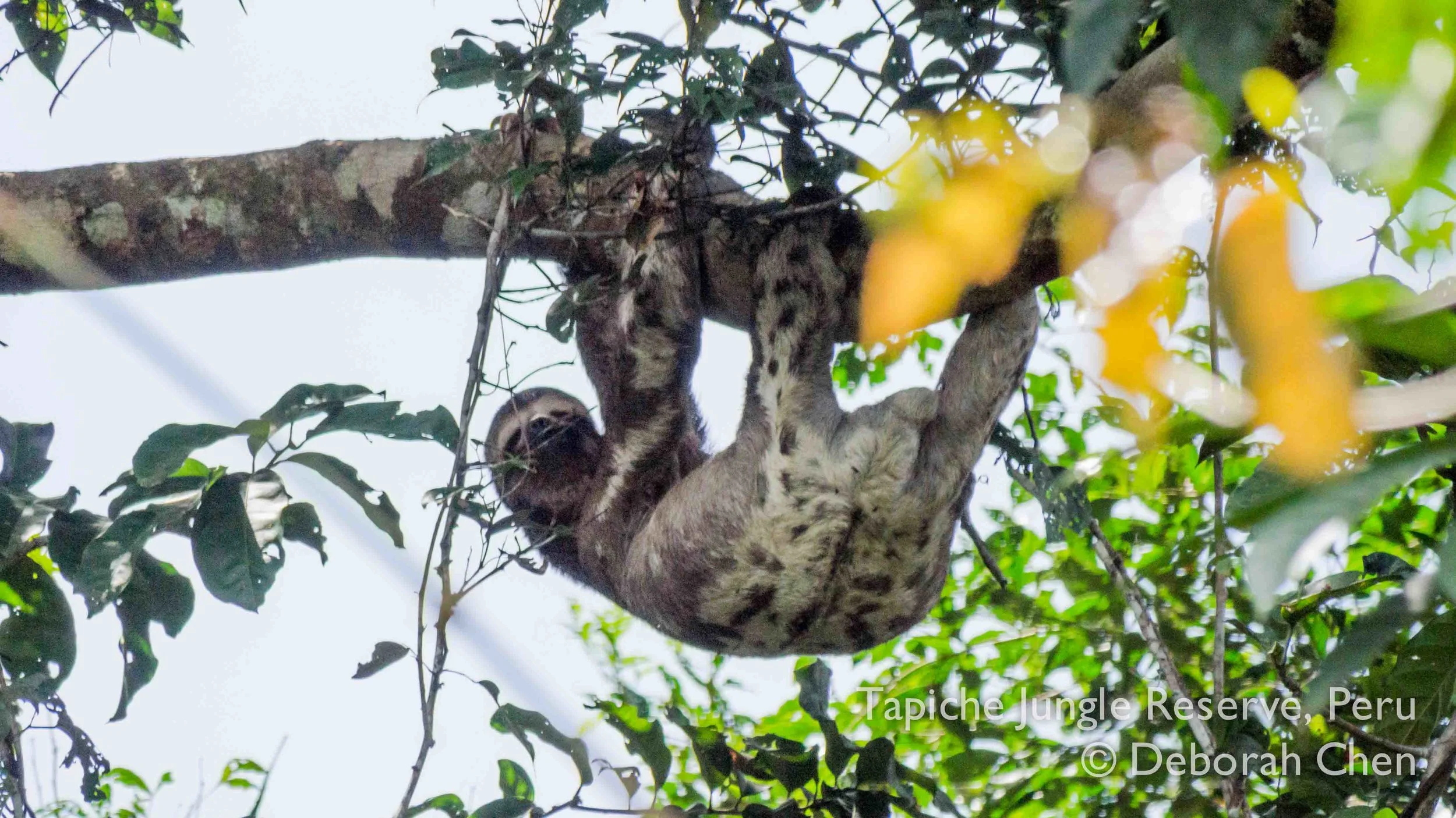 Tapiche-Amazon-Jungle-Tour-Peru-hanging-sloth-2.jpg