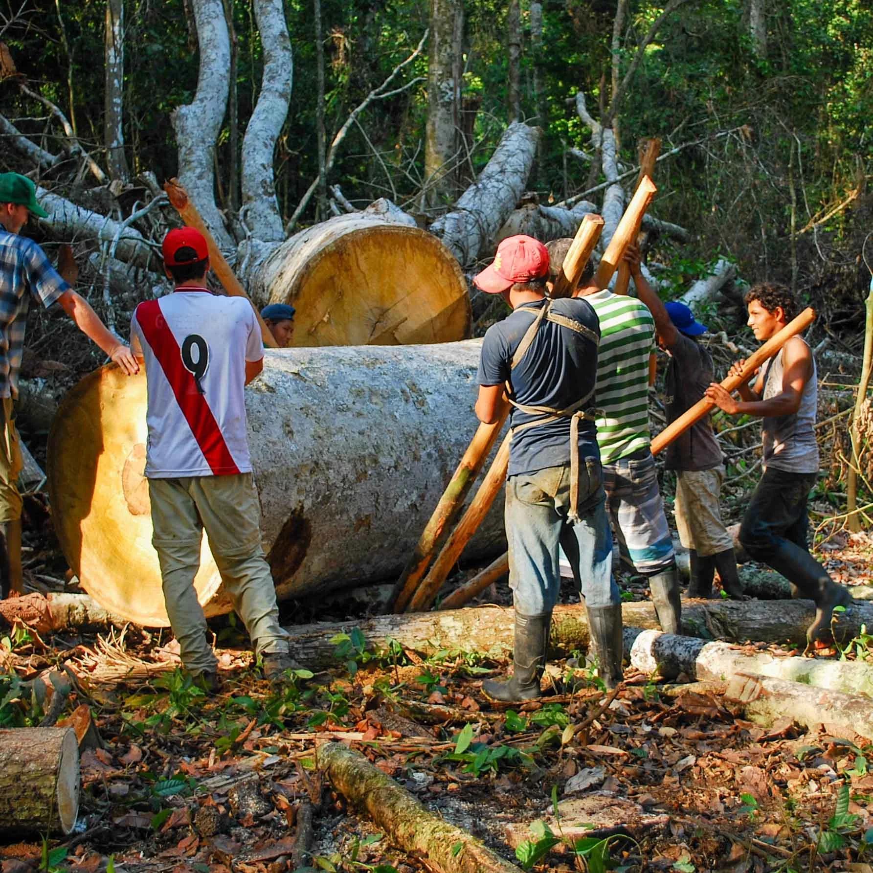 Logging involves backbreaking manual labor in unregulated conditions for little to no pay or even debt