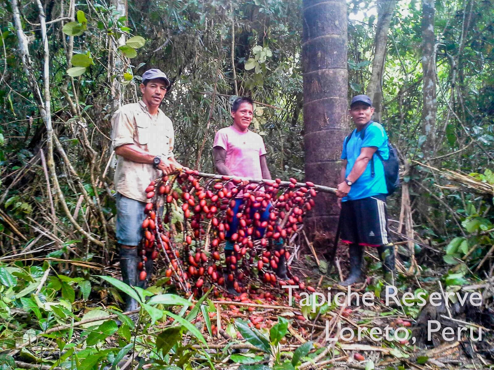 No trees were harmed in this harvest!