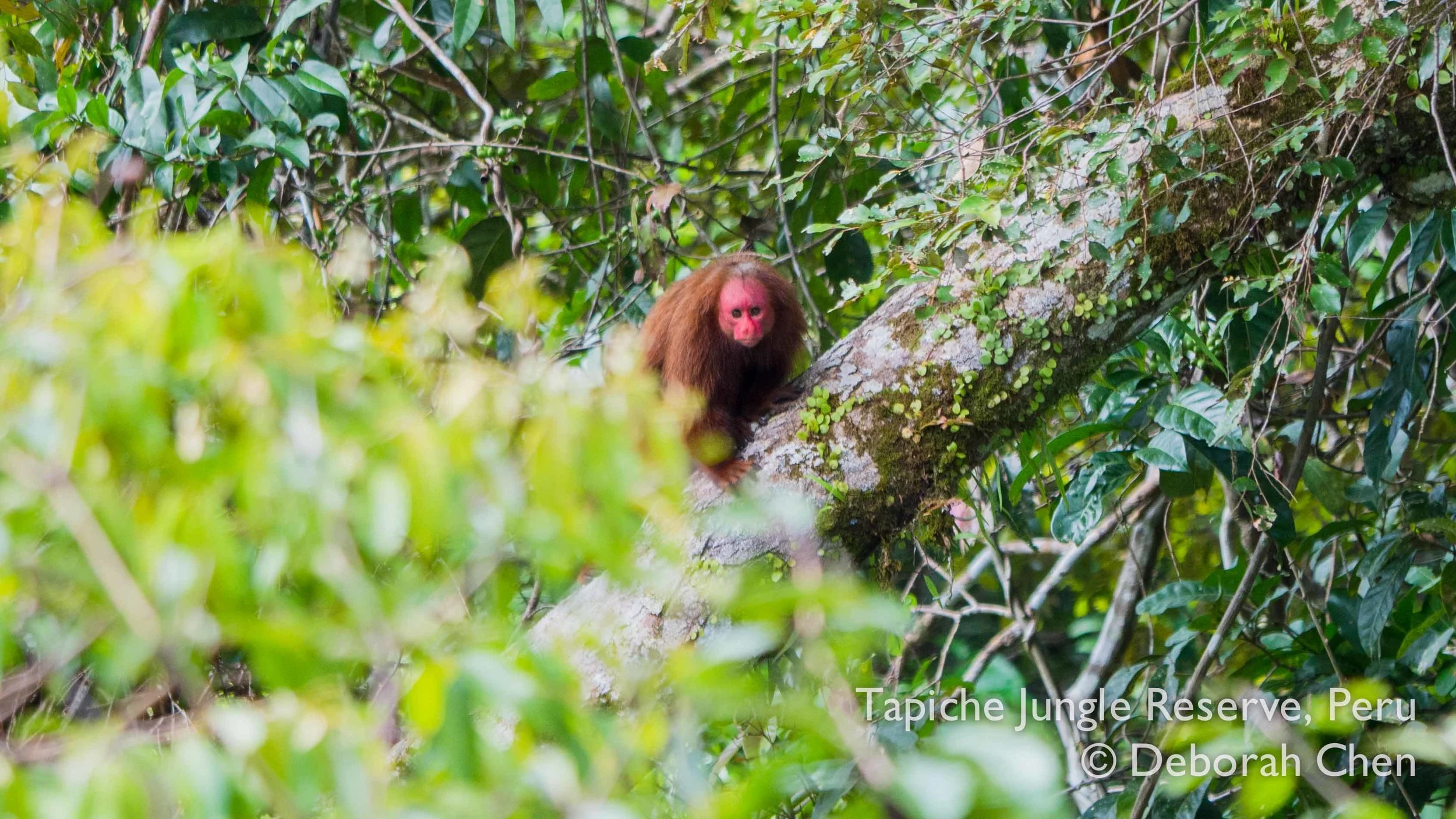 Tapiche-Amazon-Jungle-Tour-Peru-red-bald-uakari-tower.jpg