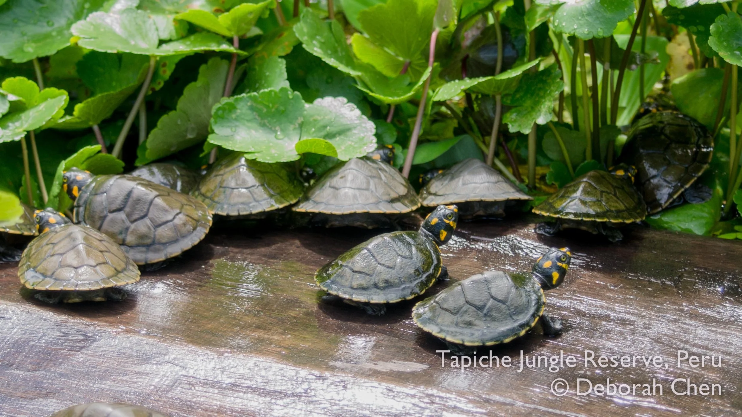 Tapiche-Amazon-Jungle-Tour-Peru-taricaya-turtle-release-2.jpg