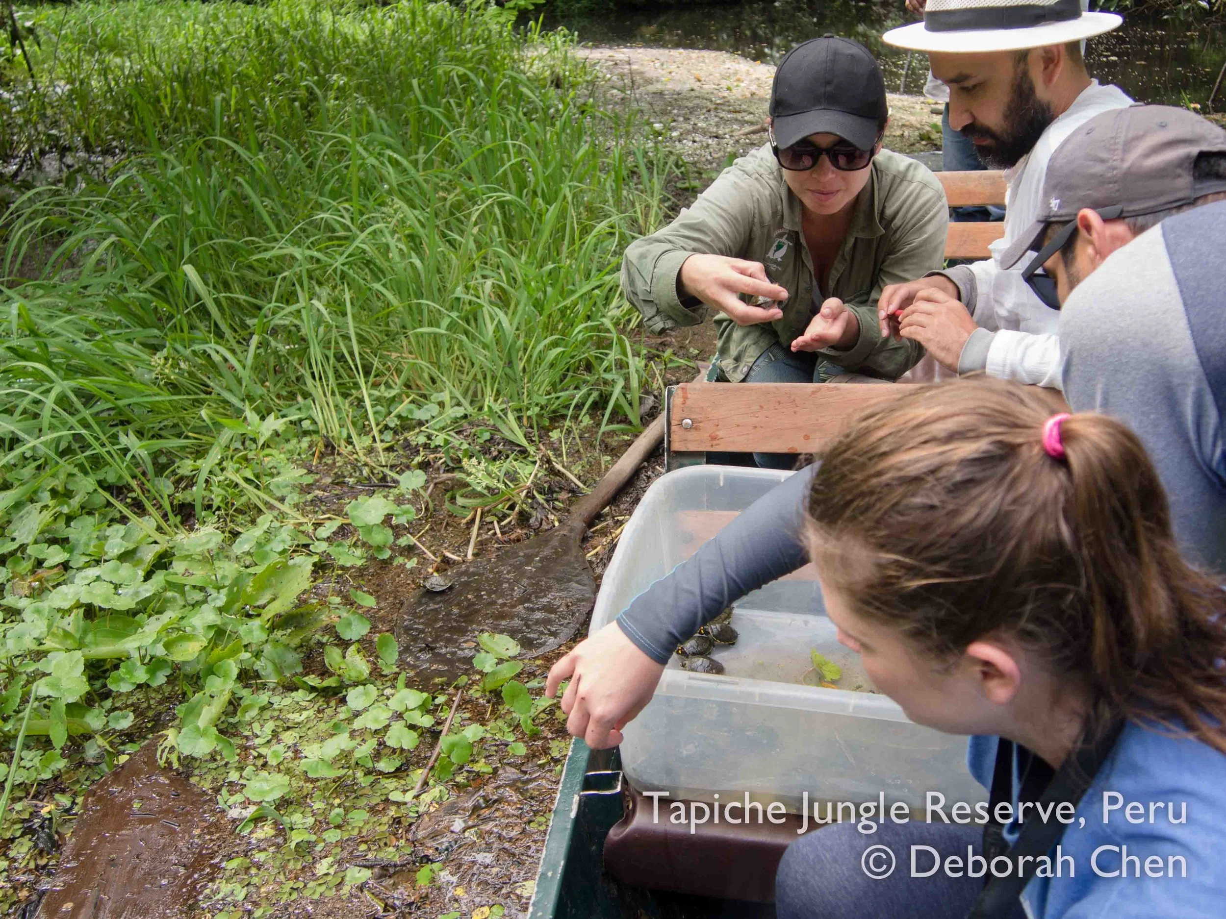 Tapiche-Amazon-Jungle-Tour-Peru-taricaya-turtle-release-3.jpg