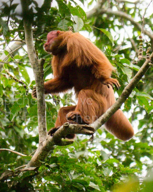 Tapiche-Amazon-Jungle-Tour-Peru-uakari-standing.jpg