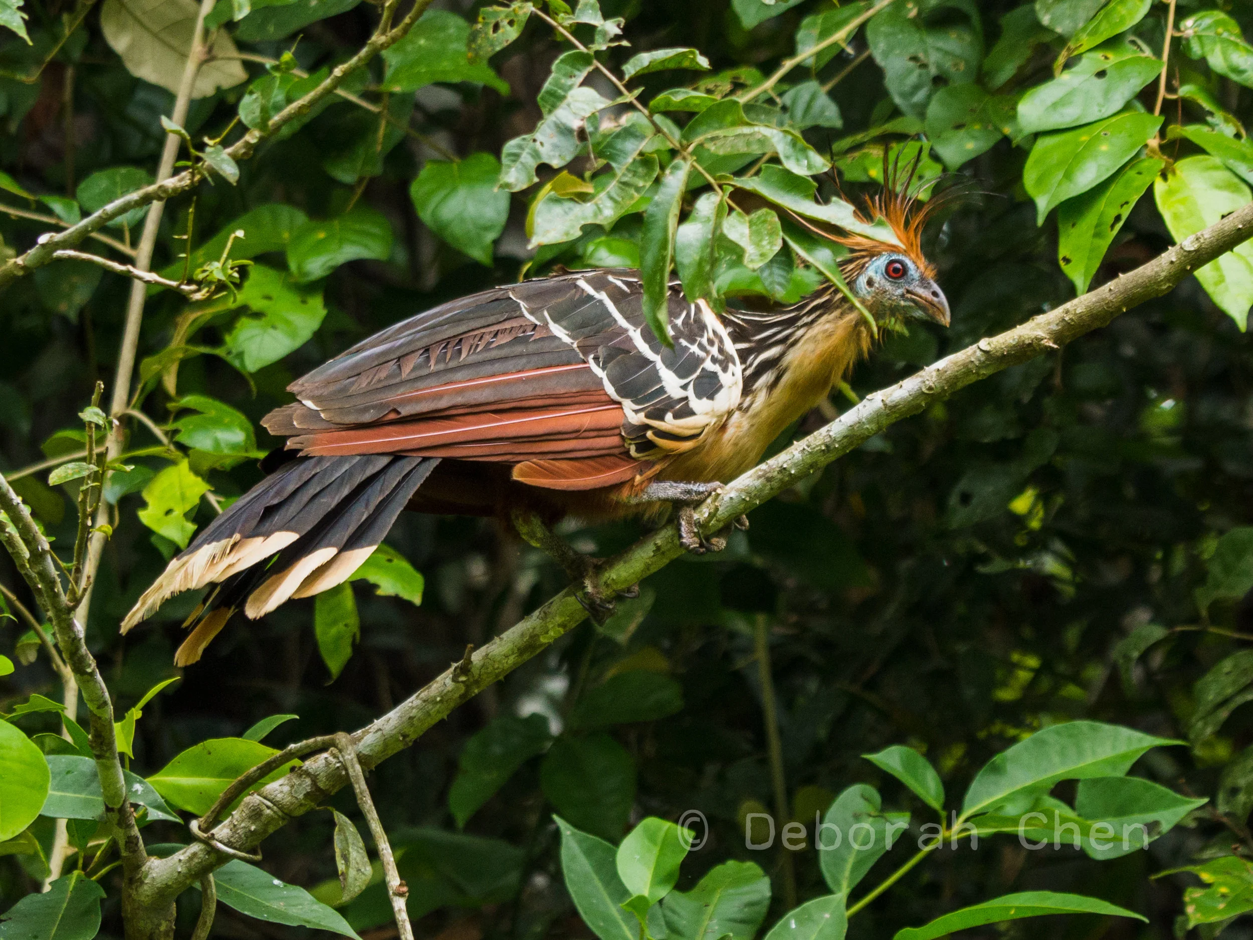 Hoatzin ( Ophisthocomus hoazin )