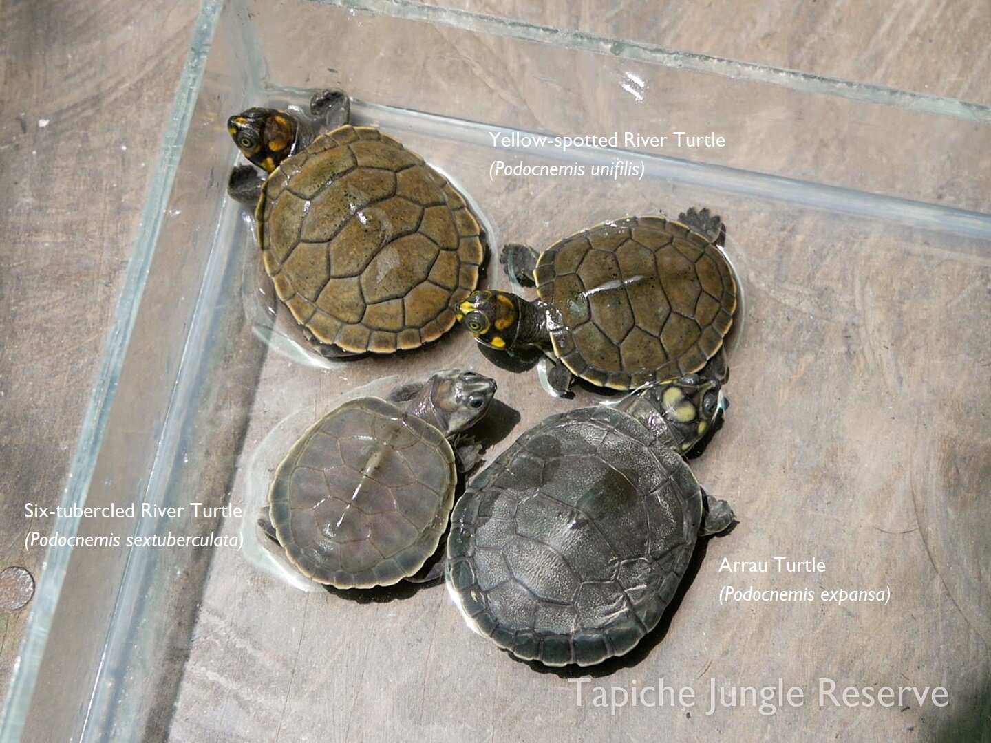 Tapiche three turtle species 1.jpg
