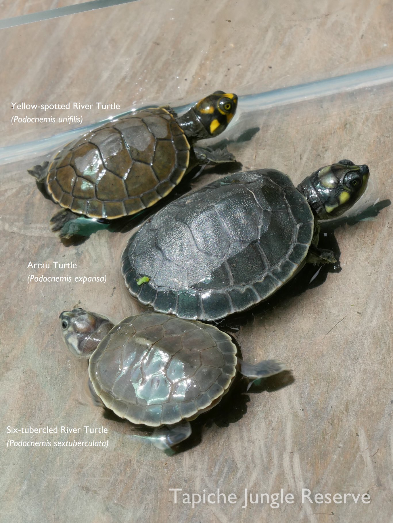 Tapiche three turtle species 2.jpg