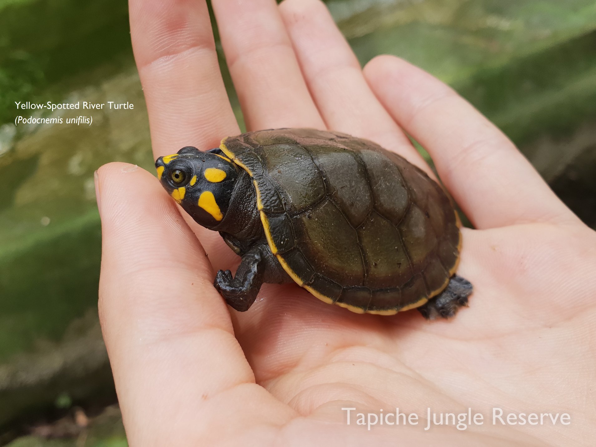 Tapiche three turtle species 3.jpg