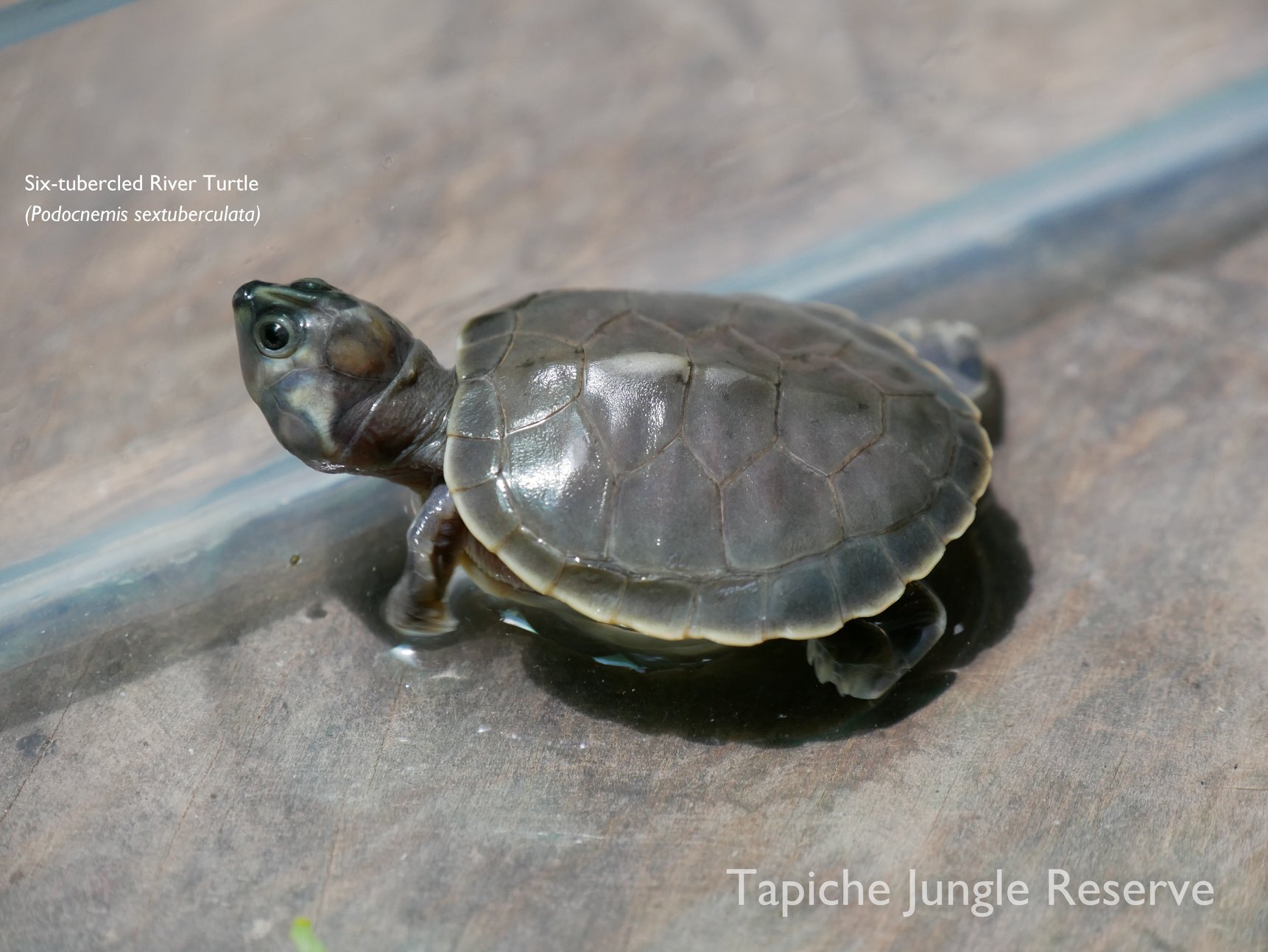 Tapiche three turtle species 4.jpg