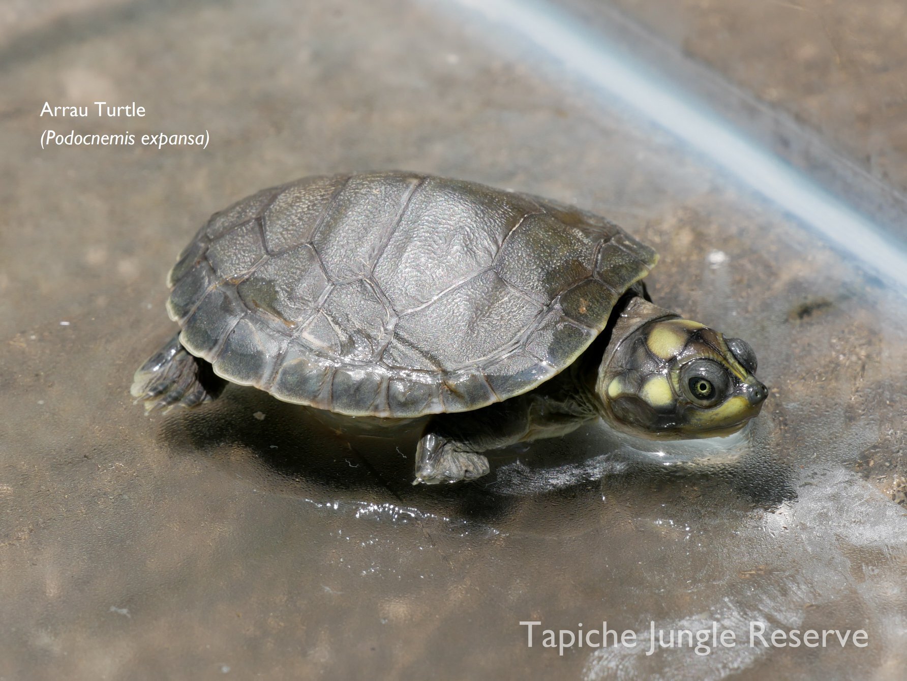 Tapiche three turtle species 5.jpg