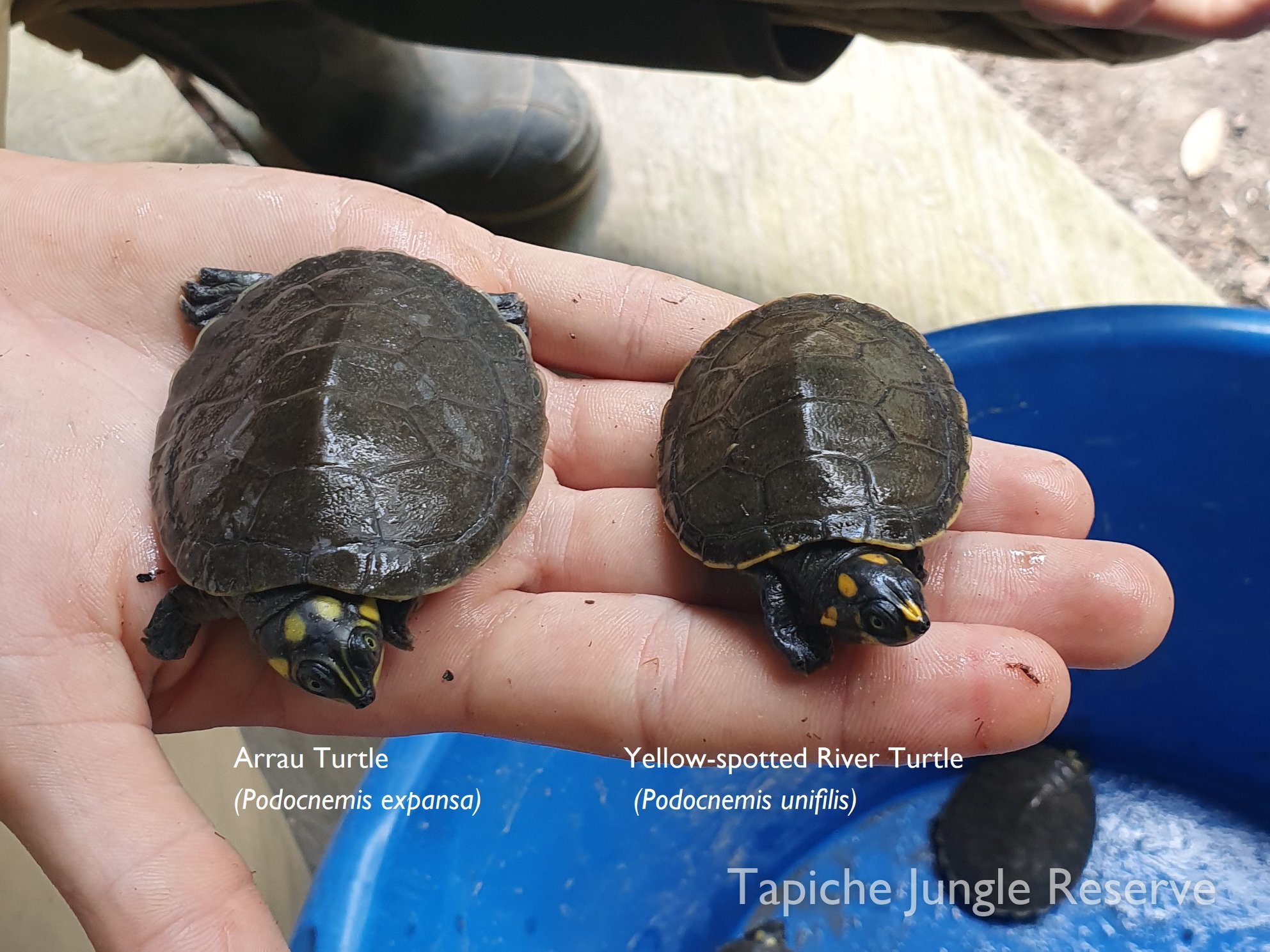 Tapiche three turtle species 6.jpg
