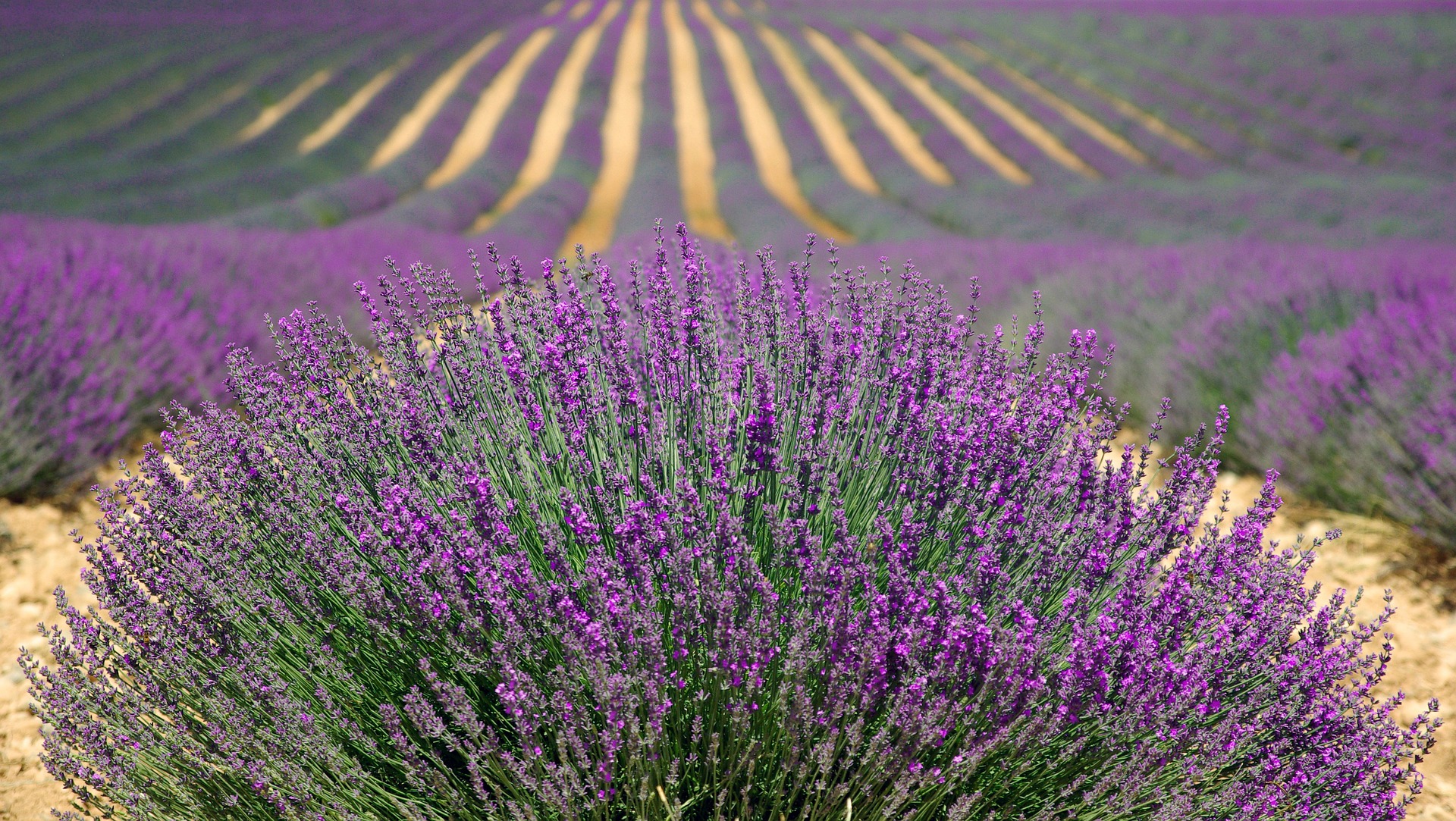 lavender-894919_1920.jpg