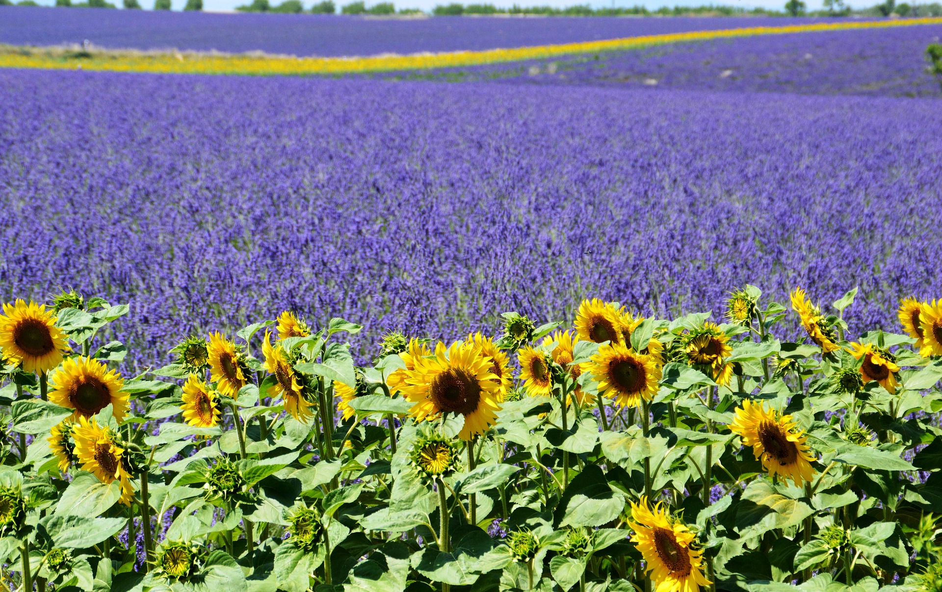 Lavender and Sunflower Fields