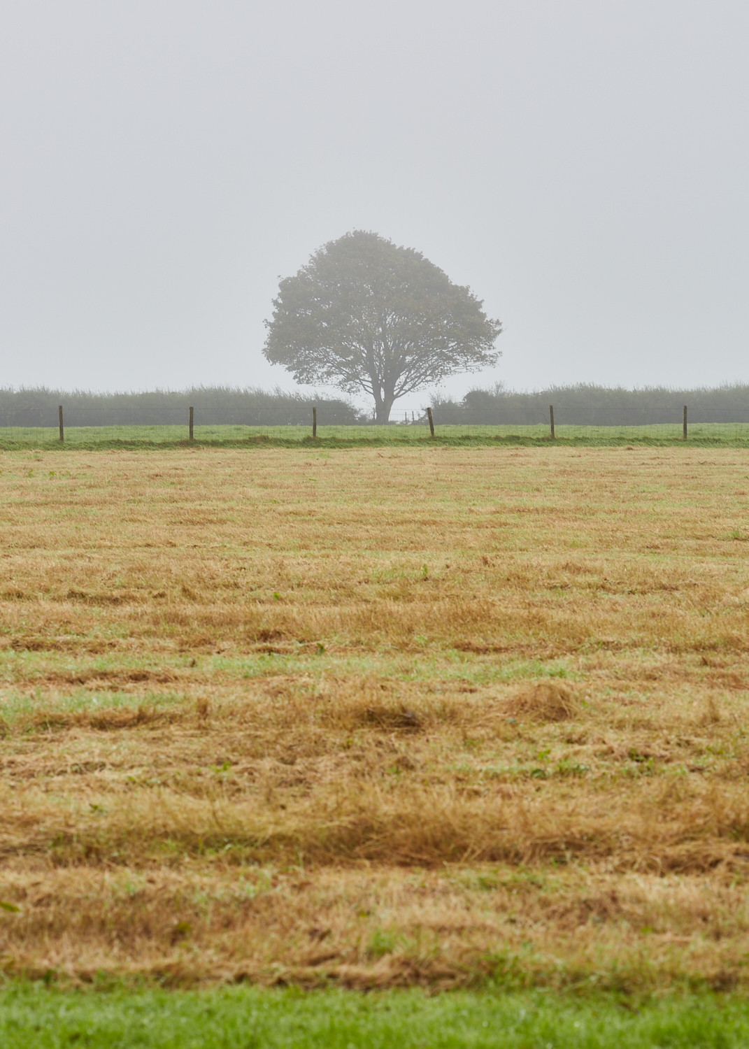 A tree seen through the fog from Bryn Eglur cottage.
