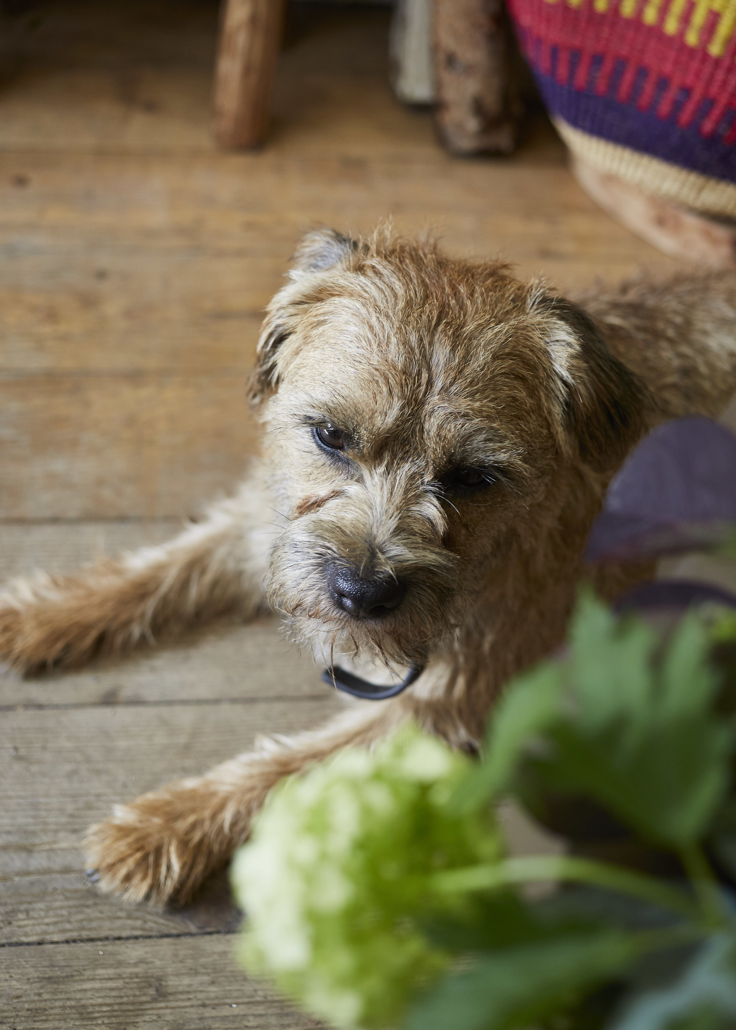 Goose the dog, he not only guards the shop, but stolls along the market entertaining those who sit outside the cafes.