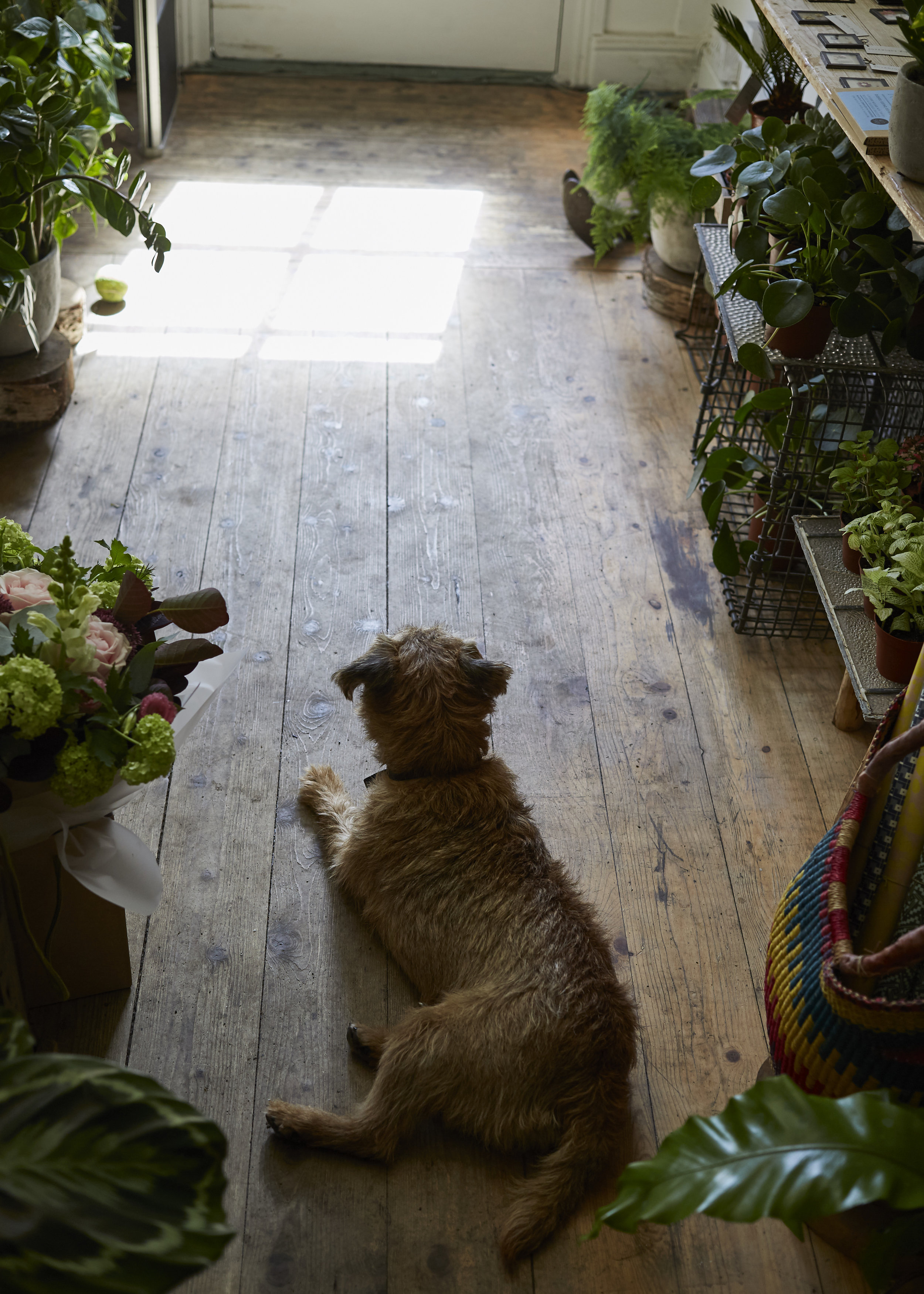 Goose on guard. He is a local feature on the market, often wandering around the cafes on a search for pats (and snacks).